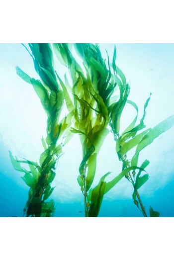 Mixgliss | Charnelle 2