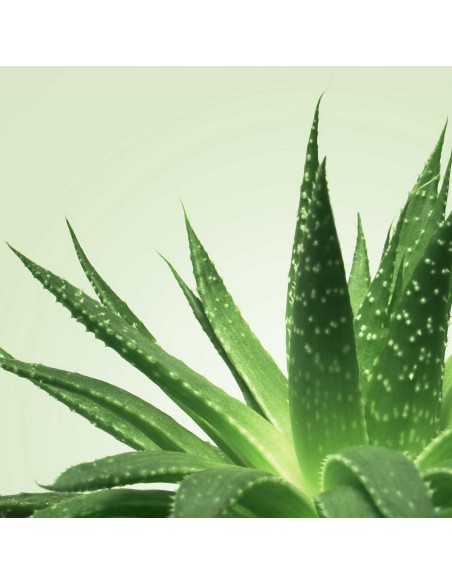 Mixgliss Gel de massage NU Aloe Vera 1000 ml | Mixgliss